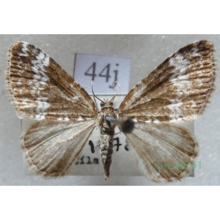 Perizoma alchemillata (Linnaeus, 1758) Peryzoma przywrotnica Czech44j